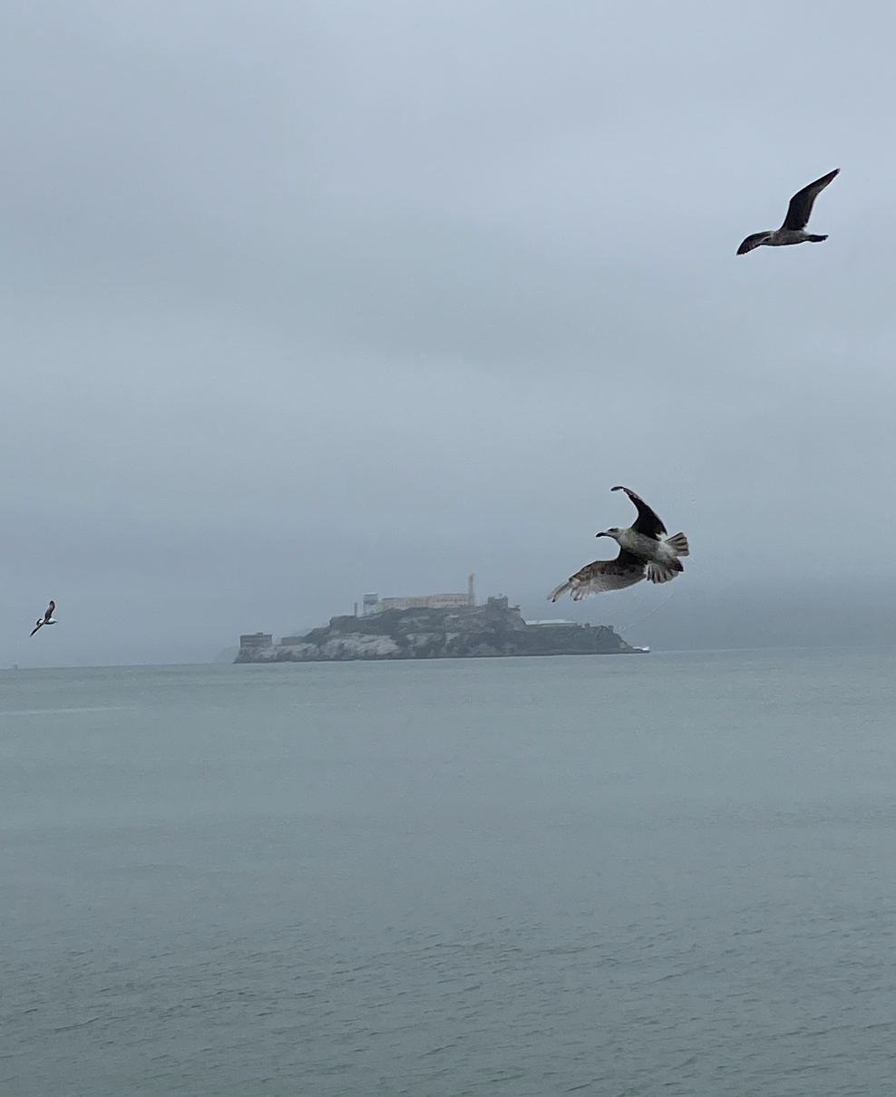 view of alcatraz island from Pier 39 with birds flying across camera lens