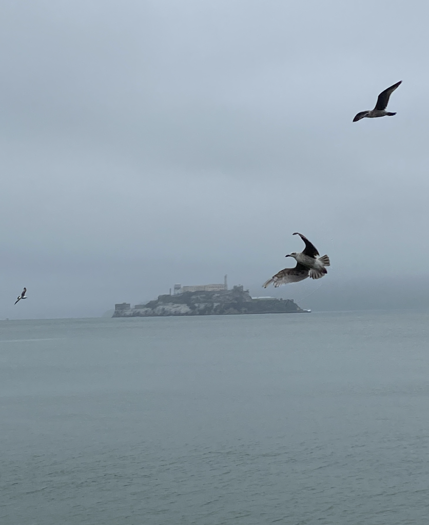 Alcatraz island with birds in frame