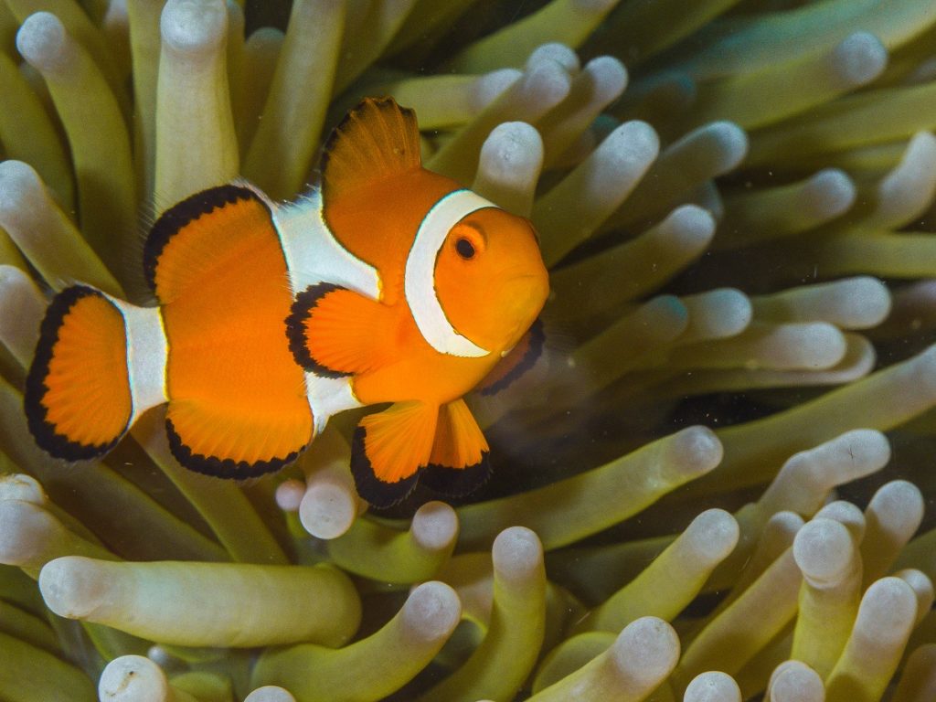 Nemo Clown Fish in the Great Barrier Reef