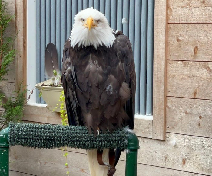 bald eagle in sitka alaska