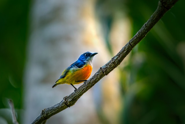 how to plan the best bird watching vacation - blue and orange tropical bird